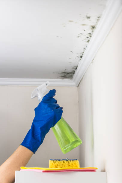 Best Certified Mold Removal  in Pinehurst, NC